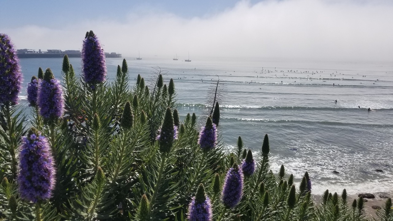 Photo of Others in Westside Santa Cruz