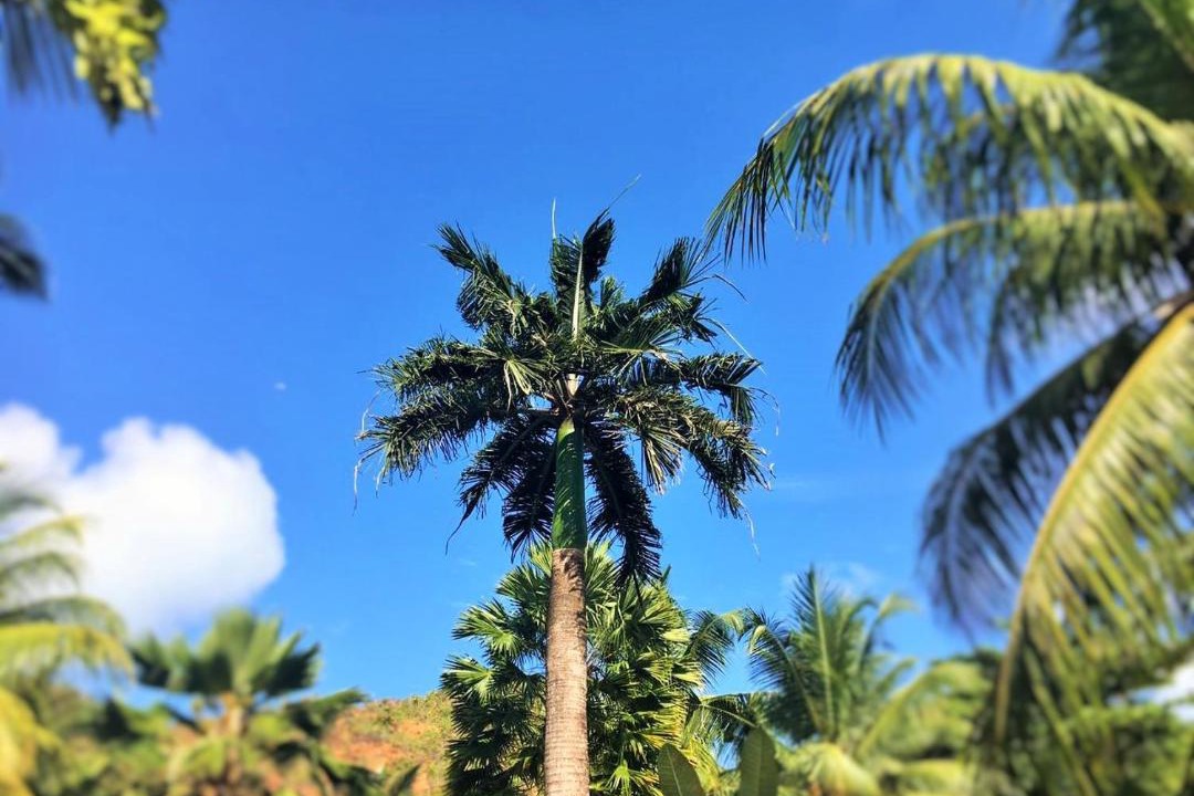 Photo of Others in Praslin Island