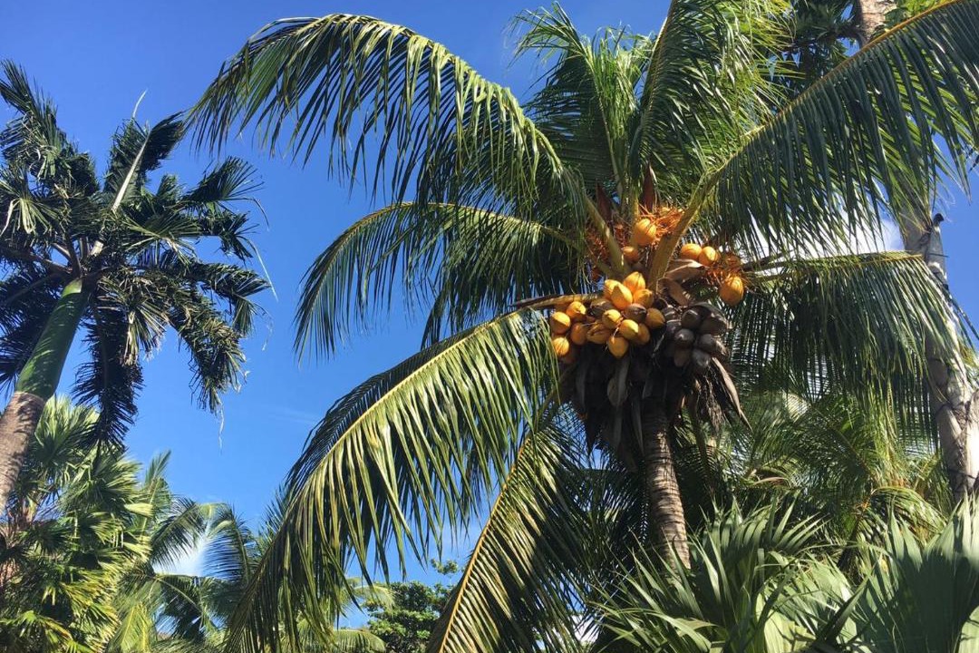 Photo of Others in Praslin Island