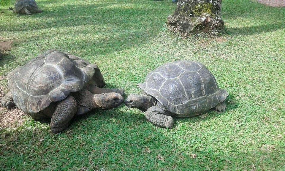 Photo of Others in Praslin Island