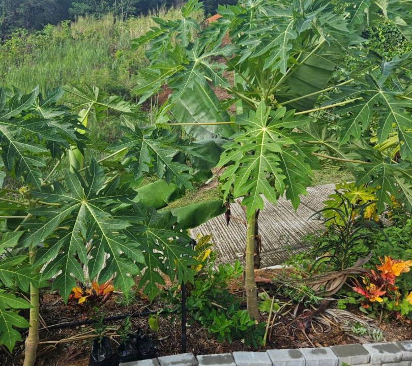 Photo of Others in Mahe Island