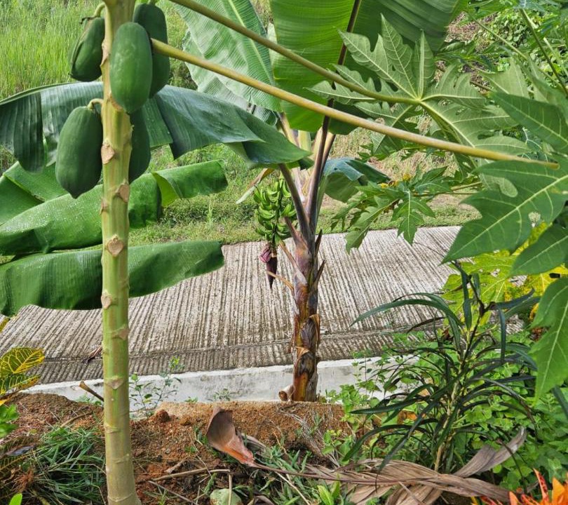 Photo of Others in Mahe Island