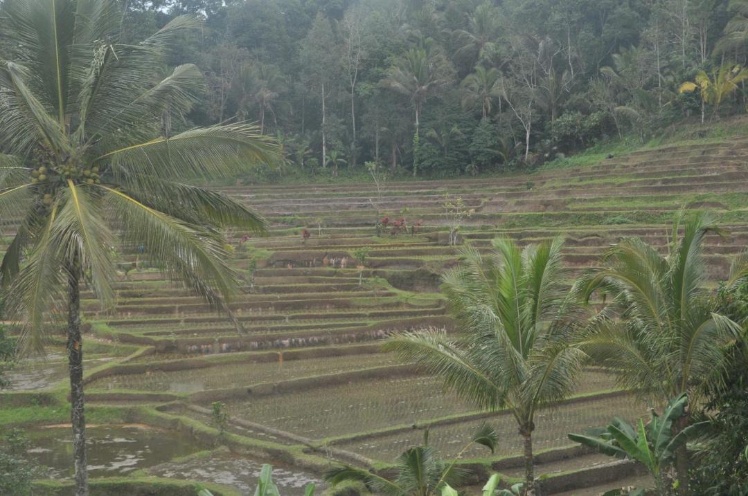 Photo of Others in Wongaya Gede
