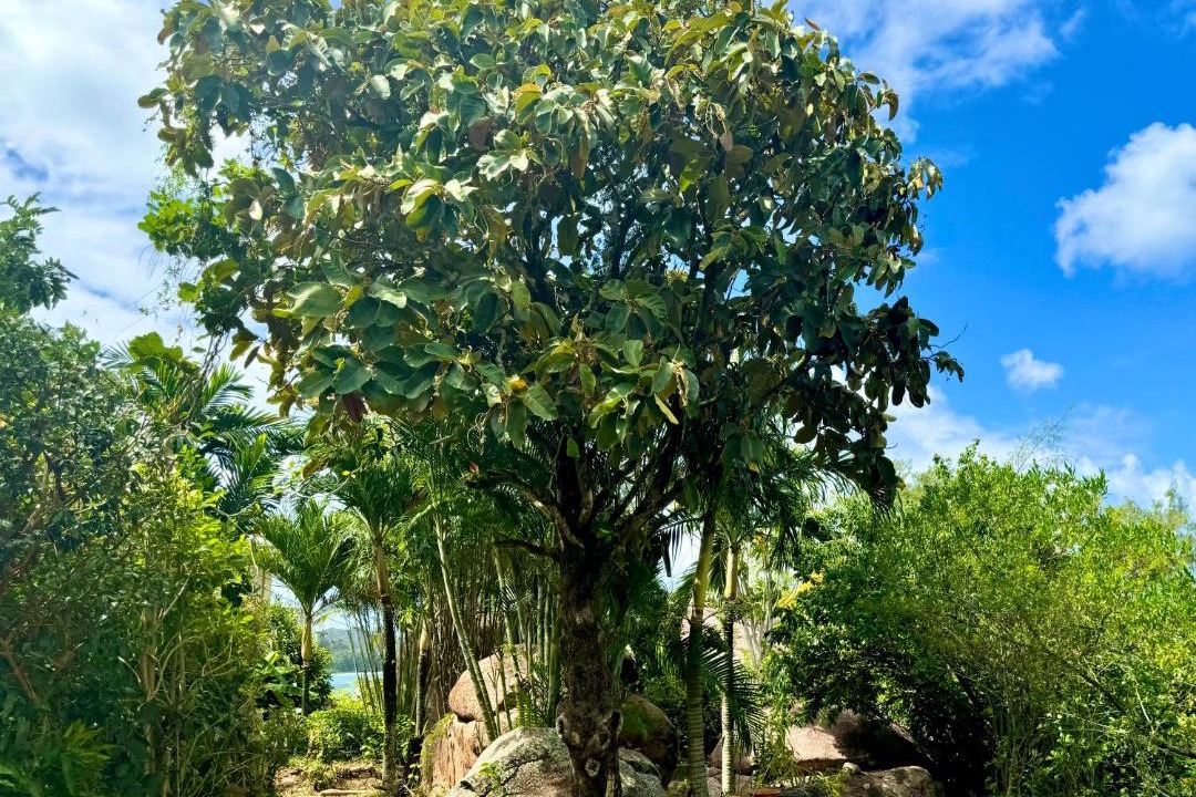 Photo of Others in Anse Boudin