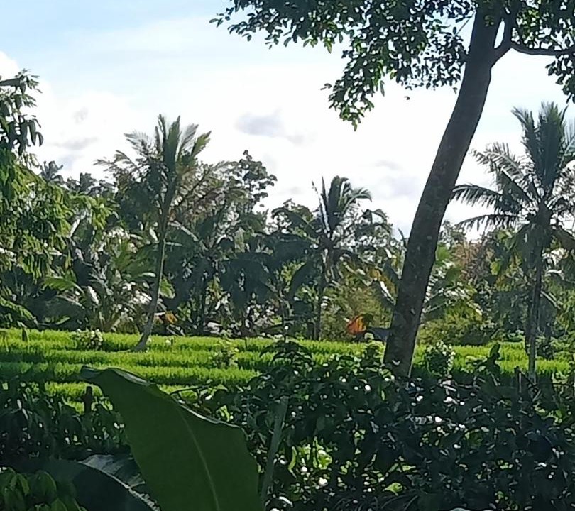 Photo of Others in Wongaya Gede
