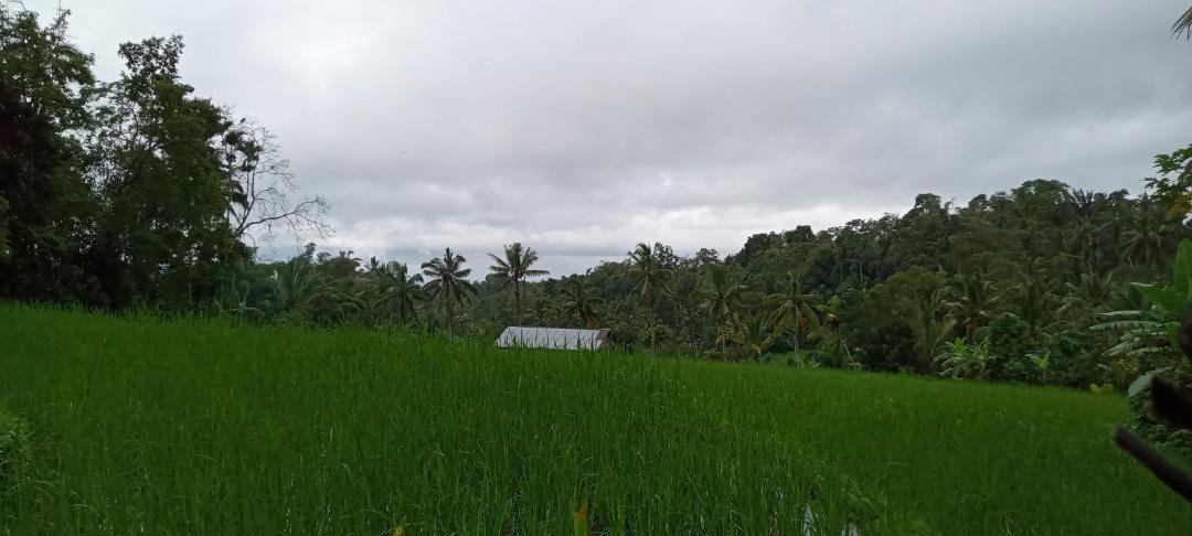 Photo of Others in Wongaya Gede