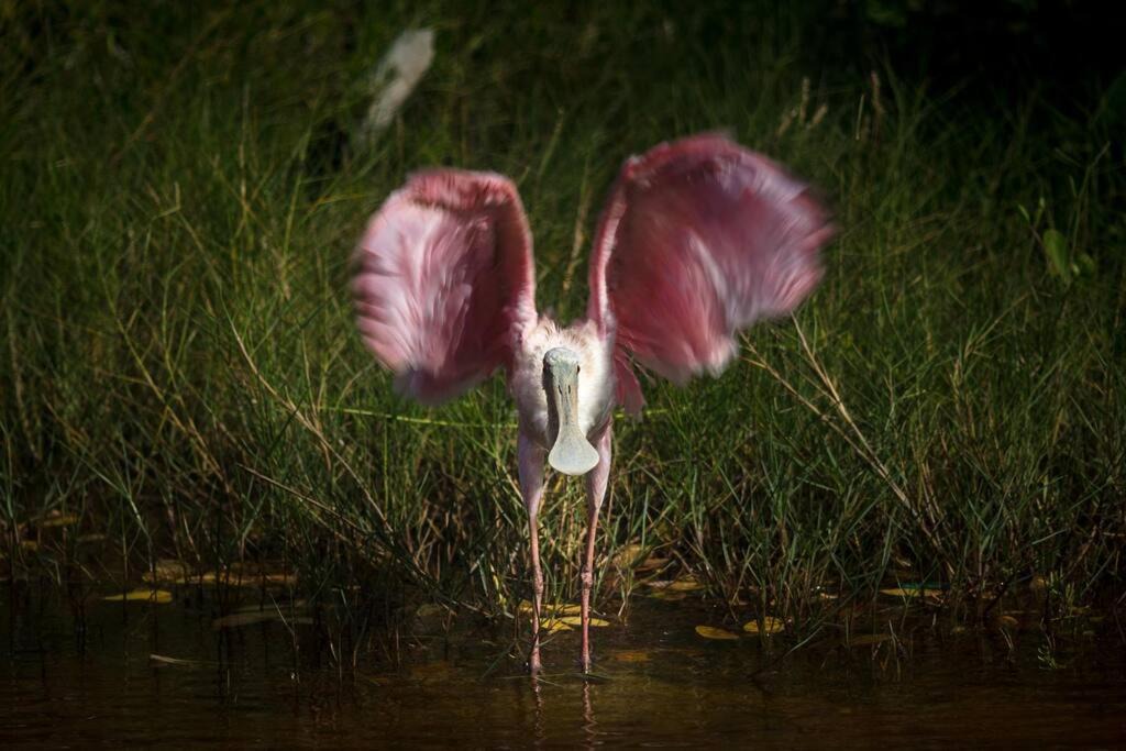 Photo of Others in Isla Holbox