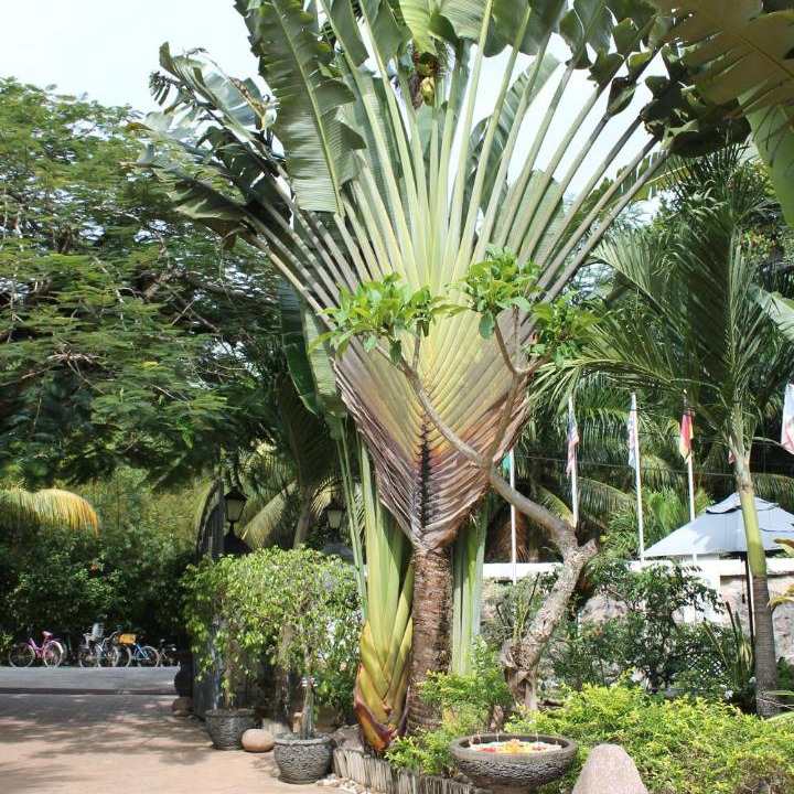 Photo of Outdoor in La Digue