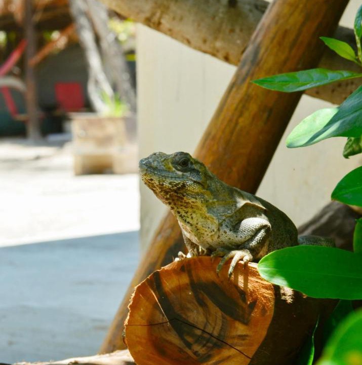 Photo of Others in Isla Holbox