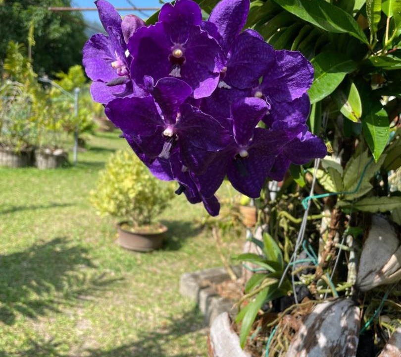 Photo of Others in Anse La Mouche
