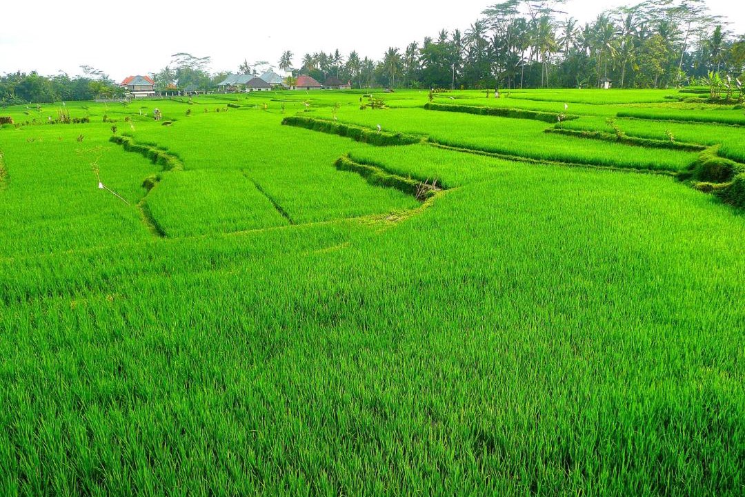 Photo of Others in Sambahan