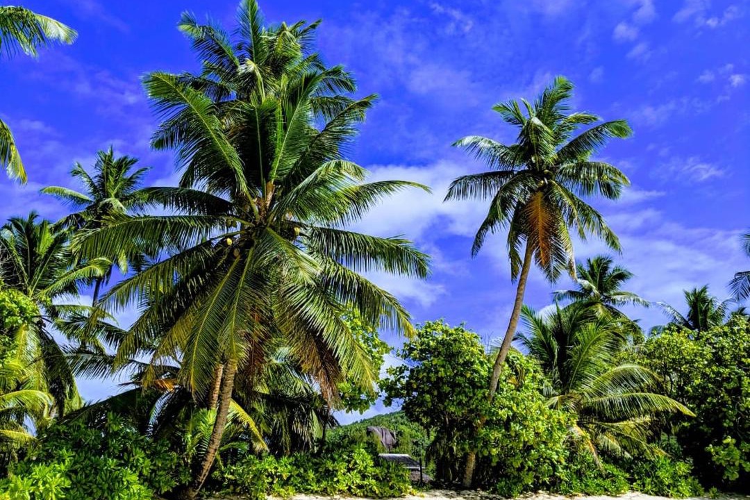 Photo of Others in Anse Forbans