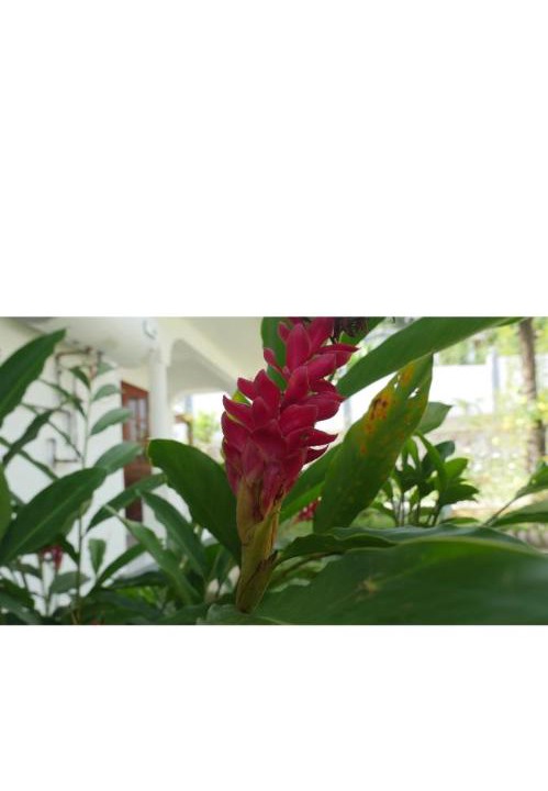 Photo of Others in Mahe Island