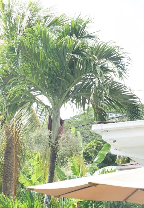 Photo of Others in Mahe Island