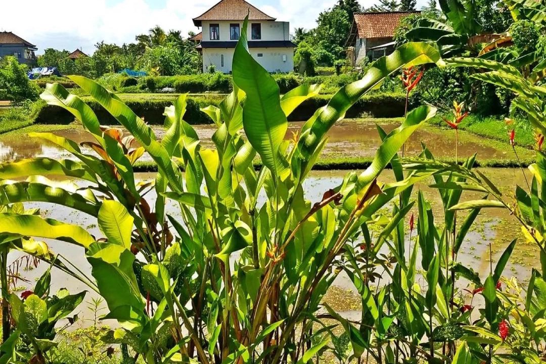 Photo of Others in Ubud