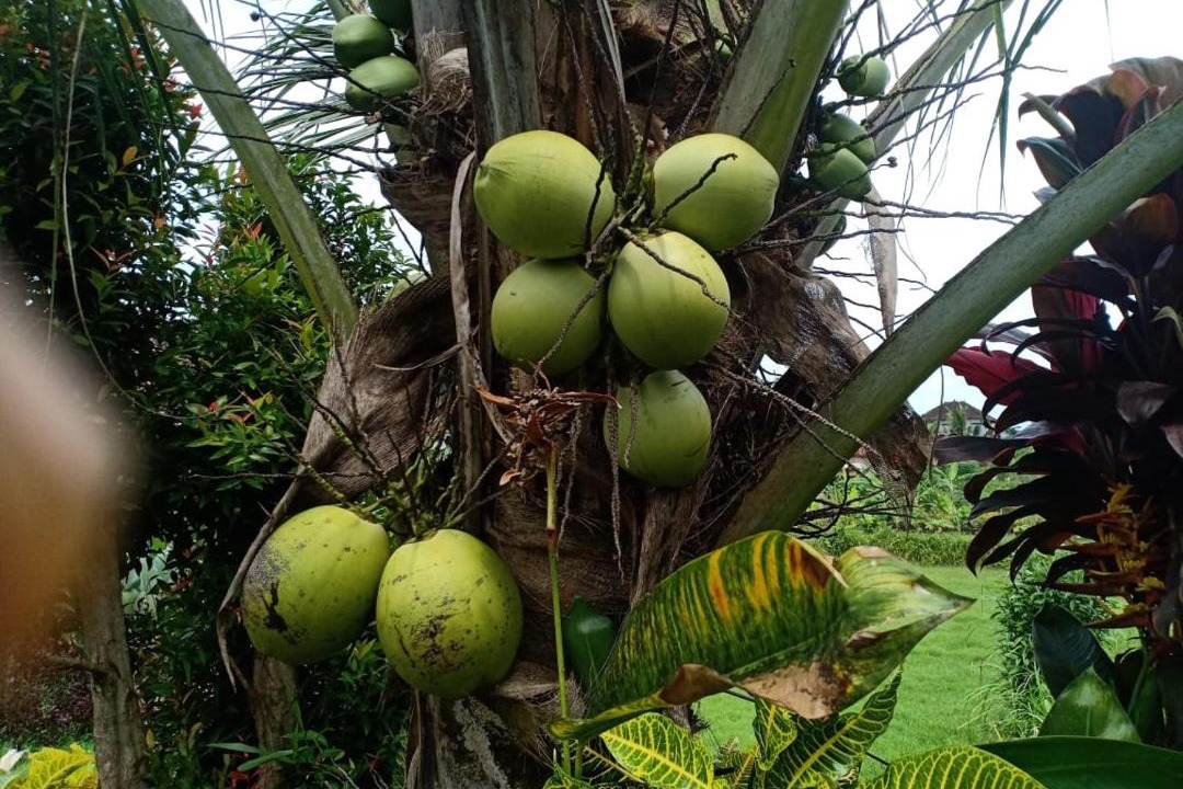 Photo of Others in Ubud