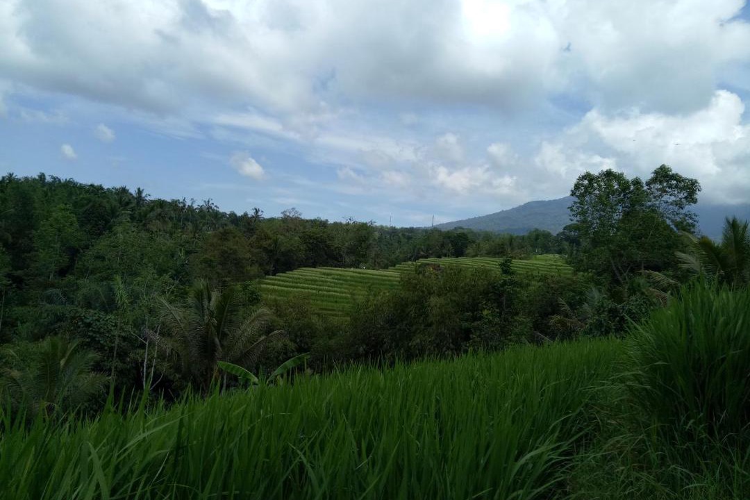 Photo of Others in Wongaya Gede