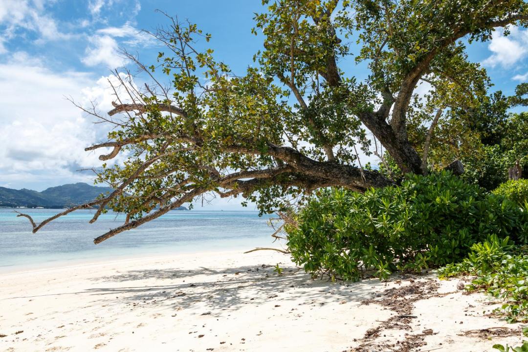 Photo of Buildings in Cerf Island