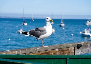 Capitola Hotel