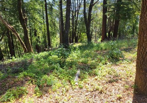Tentrr Signature Site - Ocean View Ridge Site F