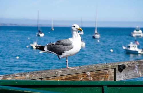 Capitola Hotel | Capitola Hotel