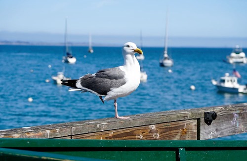 Capitola Hotel | Capitola Hotel